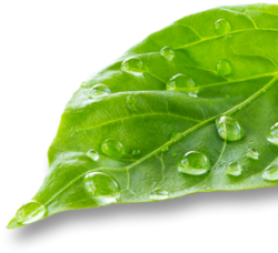 Hochwald Pfirsich Kiss